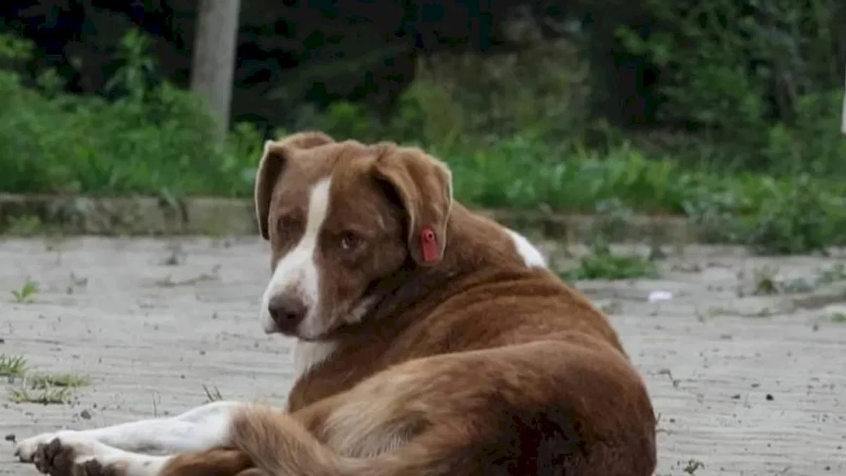 İstanbul Valiliği'nden belediyelere 'sokak köpeği' talimatı