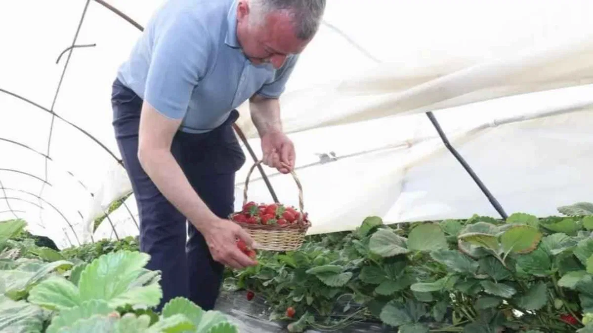 Kocaeli'de Başkan Büyükakın çilek hasadına katıldı
