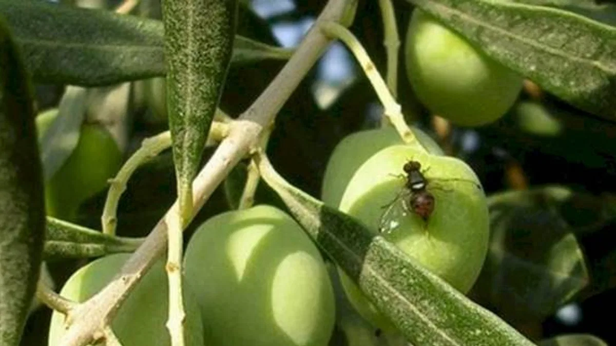 Bursa'da zeytin sineği ile 4. mücadele dönemi başladı