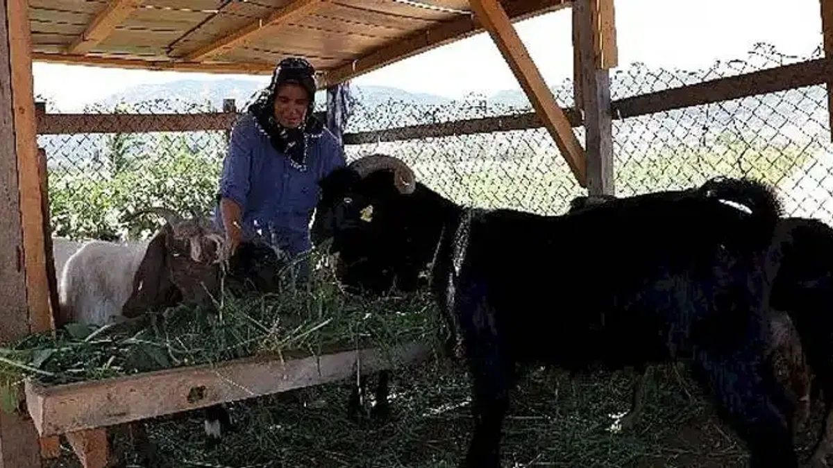 Kıl Keçisi Projesi için Son Başvuru 15 Eylül'e Uzatıldı