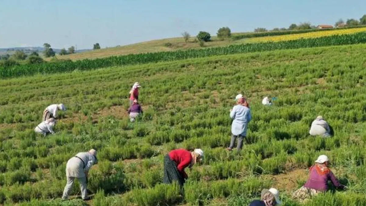 Kocaeli'de tıbbi ve aromatik bitkilerin hasadı başladı