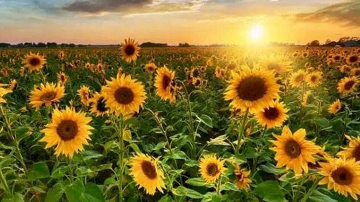 Ayçiçeği tohumu ve yağında tarife kontenjanı