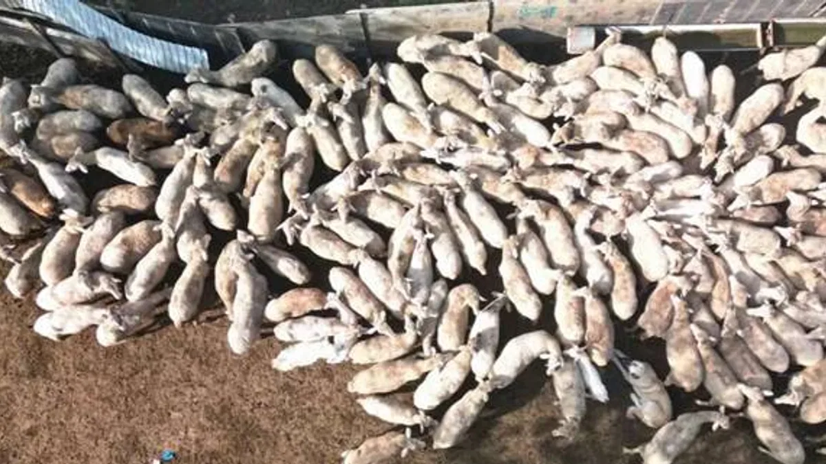 Kocaeli Büyükşehir’in koç desteğiyle 5.400 kuzu doğdu