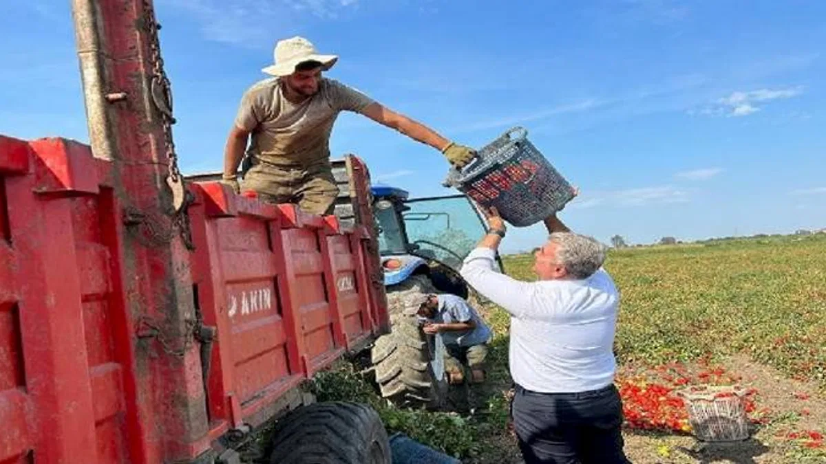 AK Partili Canbey domates hasadında