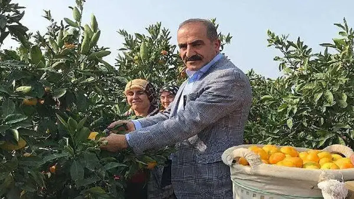 2023/24 sezonunda narenciye rekoltesinde rekor artış