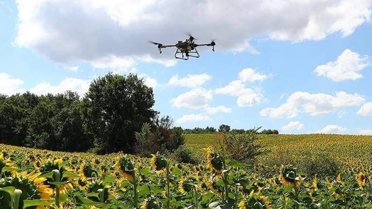 Trakya'da 'çayır tırtılına' karşı ilaçlı mücadelede sona gelindi