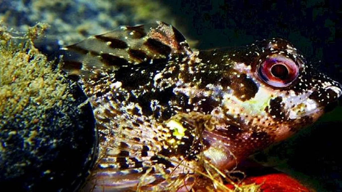 İzmir Körfezi'nde biyolojik çeşitlilik izleme çalışmaları başlıyor
