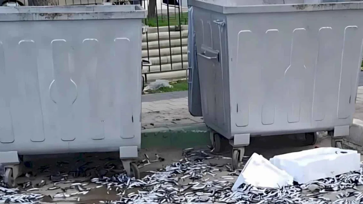 Bursa Gemlik'te şehir barbarı bozuk balıkları yola döktü