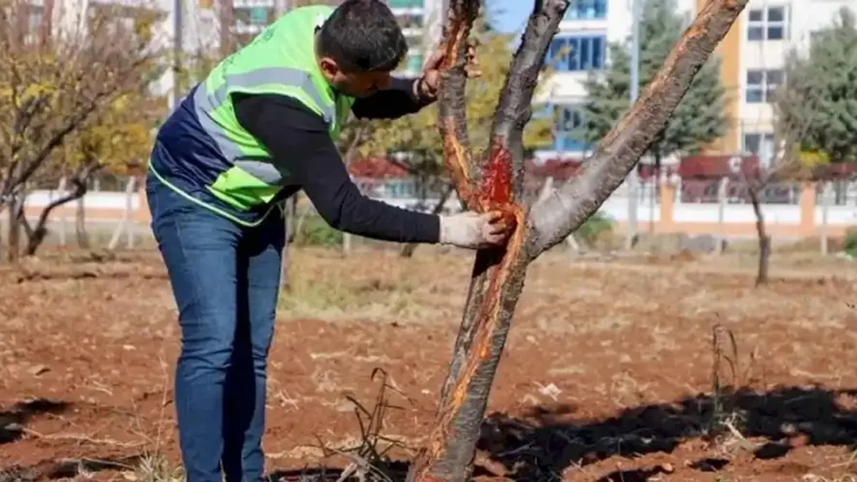 DBB özel yöntemlerle ağaçları tedavi ediyor