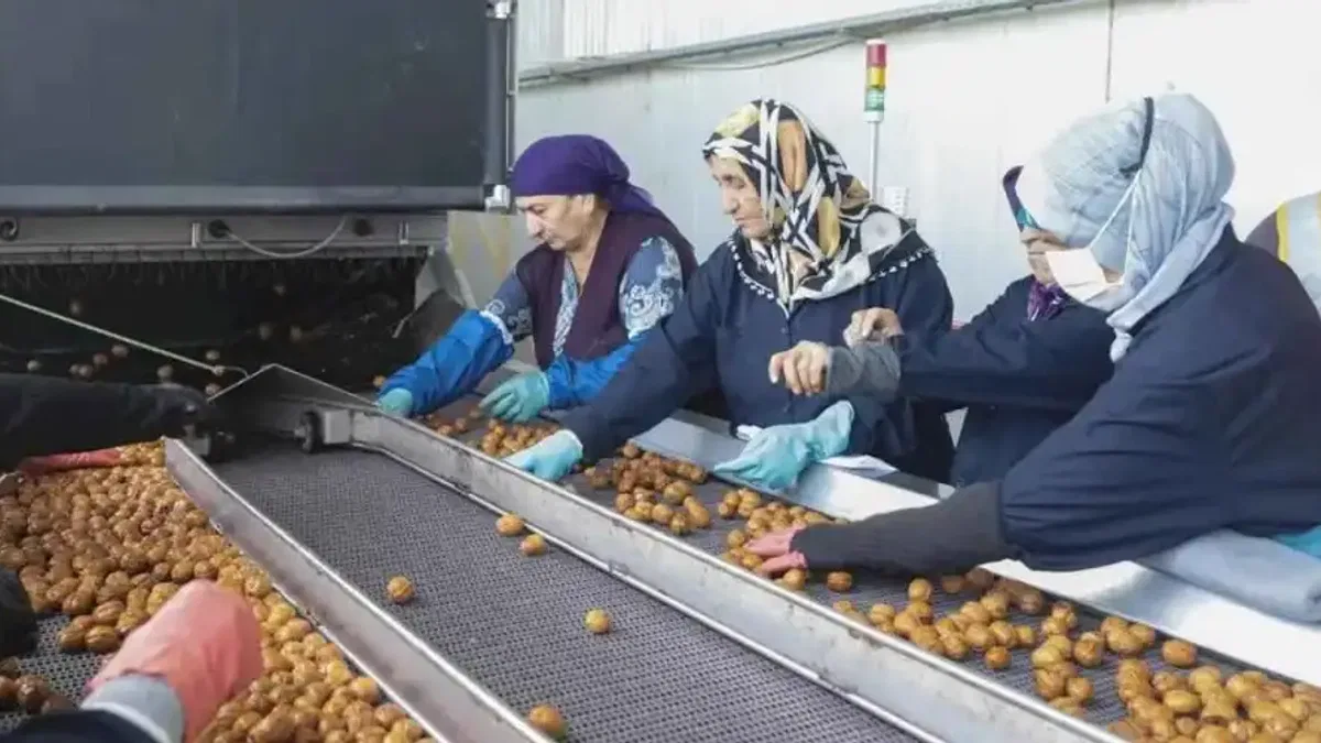 Yerli cevizde 60 bin ton rekolte beklentisi