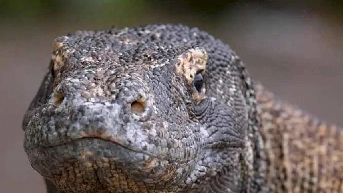 Muhteşem Komodo Ejderi'nin Dünyasında Bir Yolculuğa Çıkartan 'Ejderhalar Ortaya Çıkıyor' 27 Ekim Pazar Günü 20.00'de National Geographic WILD Ekranlarında!