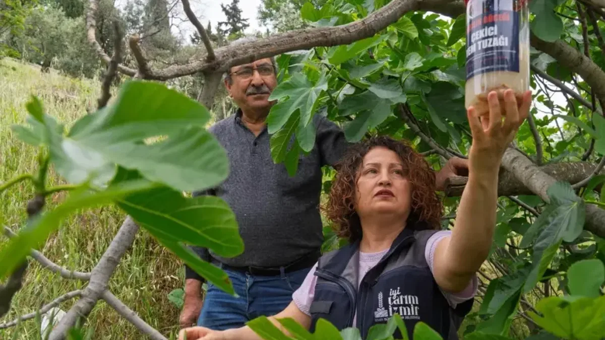 İncirde kalite kaybına karşı İzmir'de doğal mücadele