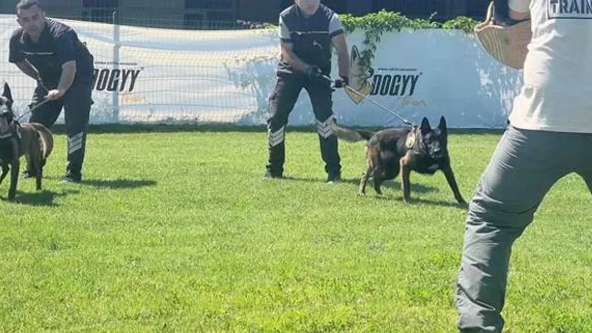 Hangi köpek ırklarından patlayıcı madde uzmanı çıkıyor?
