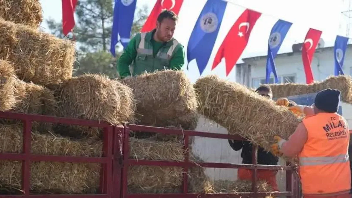 Milas’ta üreticilere yem ve saman desteğine devam