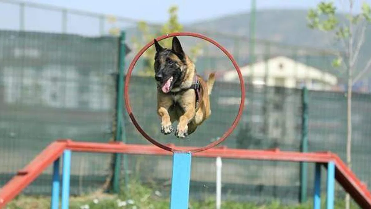 Arama köpeği 'Ezber' yıllardır uyuşturucunun izini sürüyor