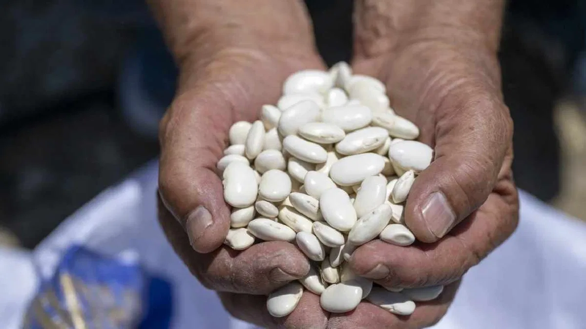 Mersin Büyükşehir’den Leklek fasulyesine destek