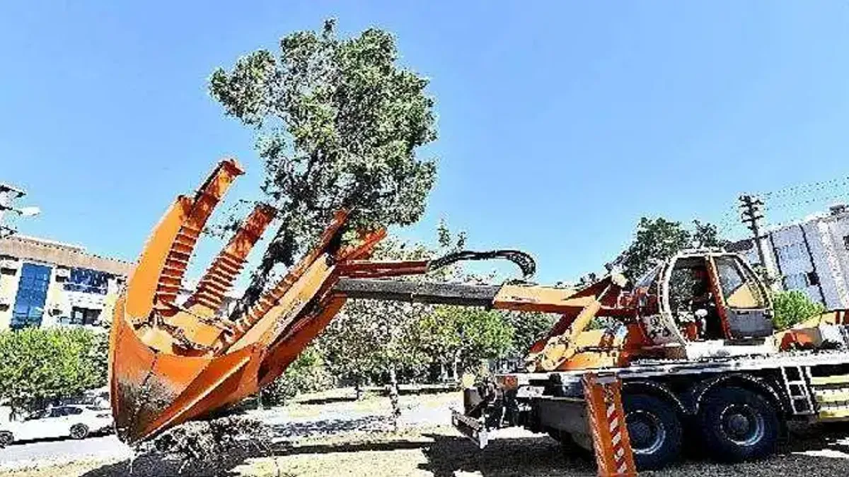 Buca Metrosu'nda istasyon inşaatları öncesinde ağaçlar geçici olarak taşınıyor