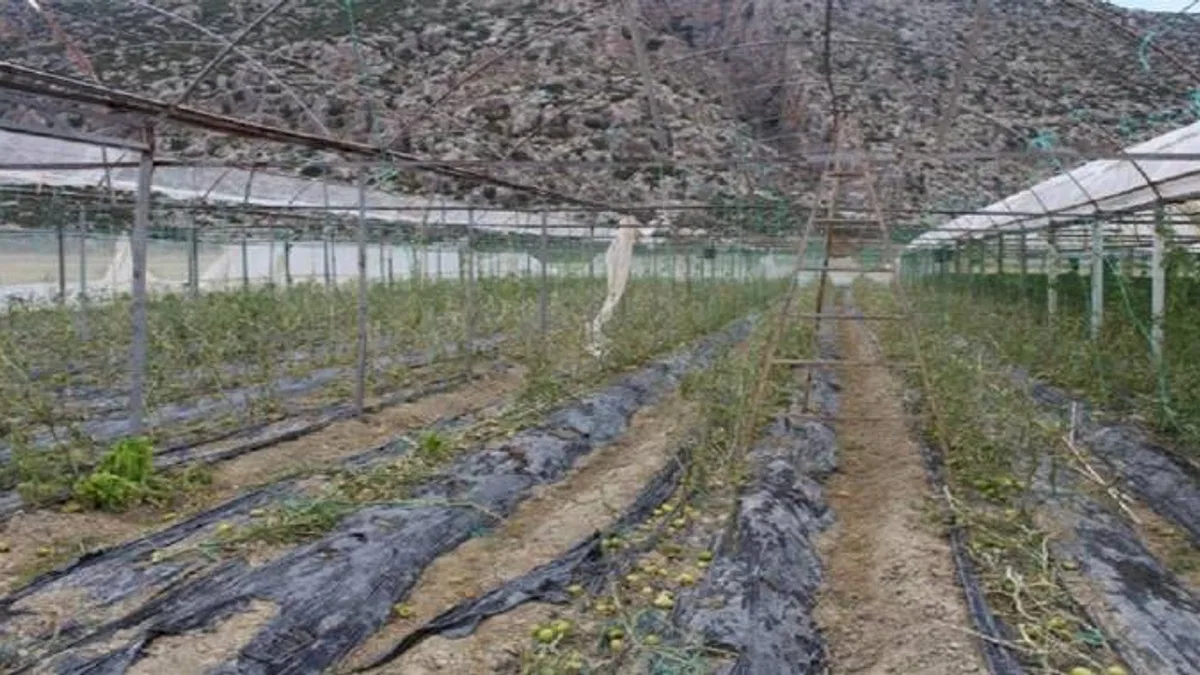 Selden zarar gören üreticiye destek