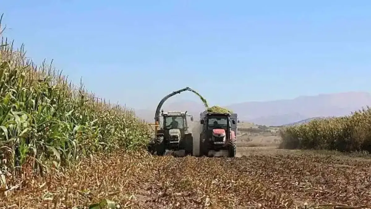 Antalya Büyükşehir Belediyesi tohum desteğiyle üreticilerin yanındaElmalı'da silajlık mısır hasadı yapıldı