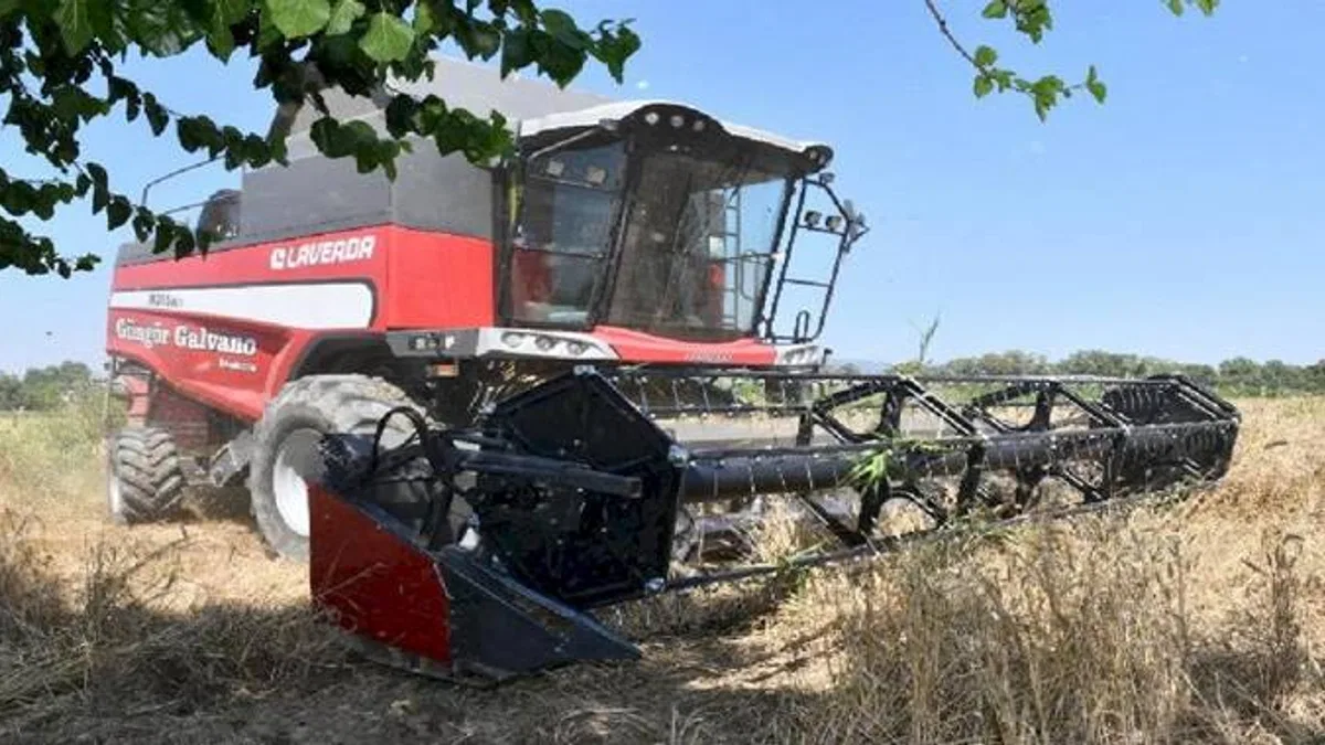 Çiğli Belediyesi'nden ilk buğday hasadı