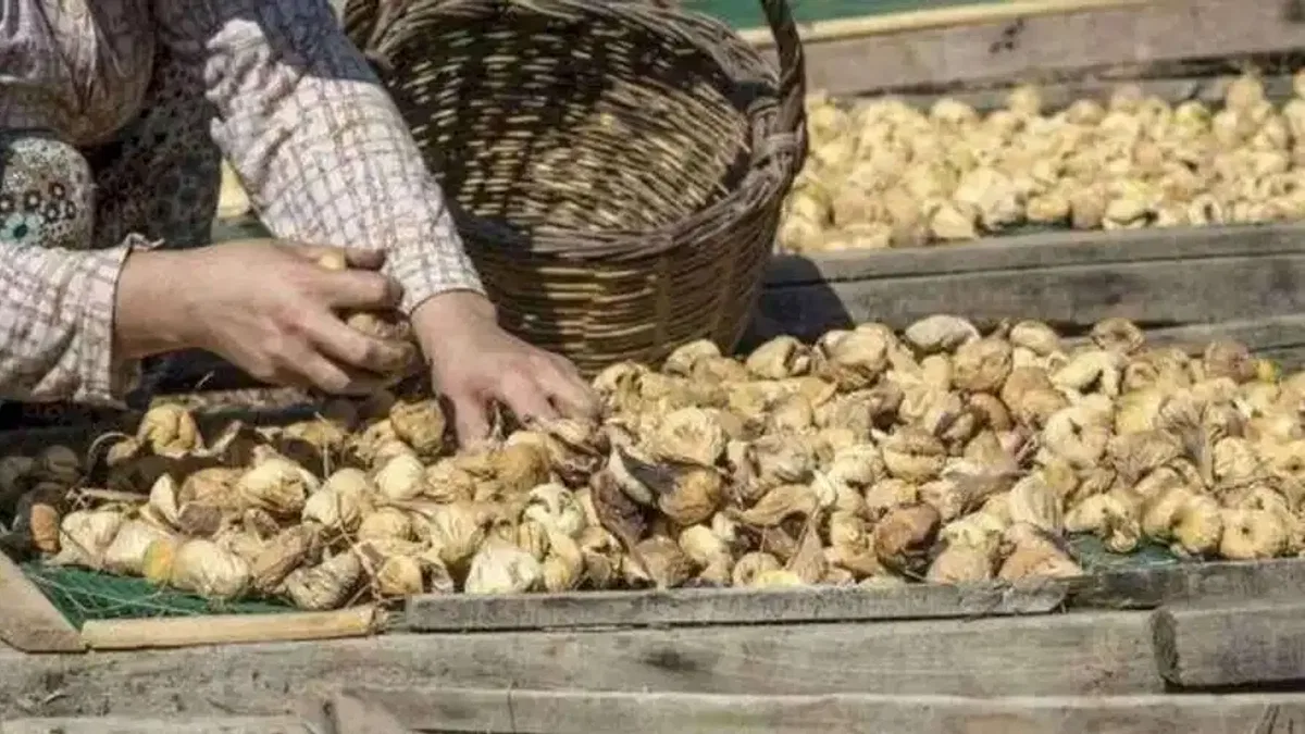 Kuru incir uzak pazarlara yelken açtı... İlk gemi 25 Eylül'de