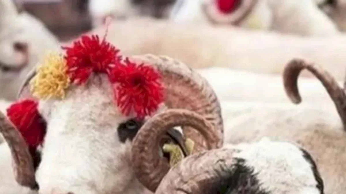 2025 Kurban Hizmetleri Tebliği yayımlandı