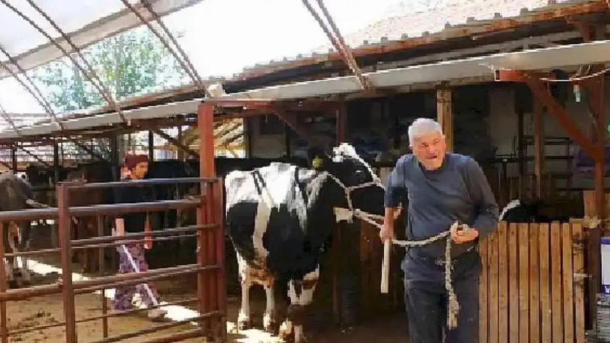 Büyükşehir Belediyesi'nin hayvan üreticilerine desteği sürüyor