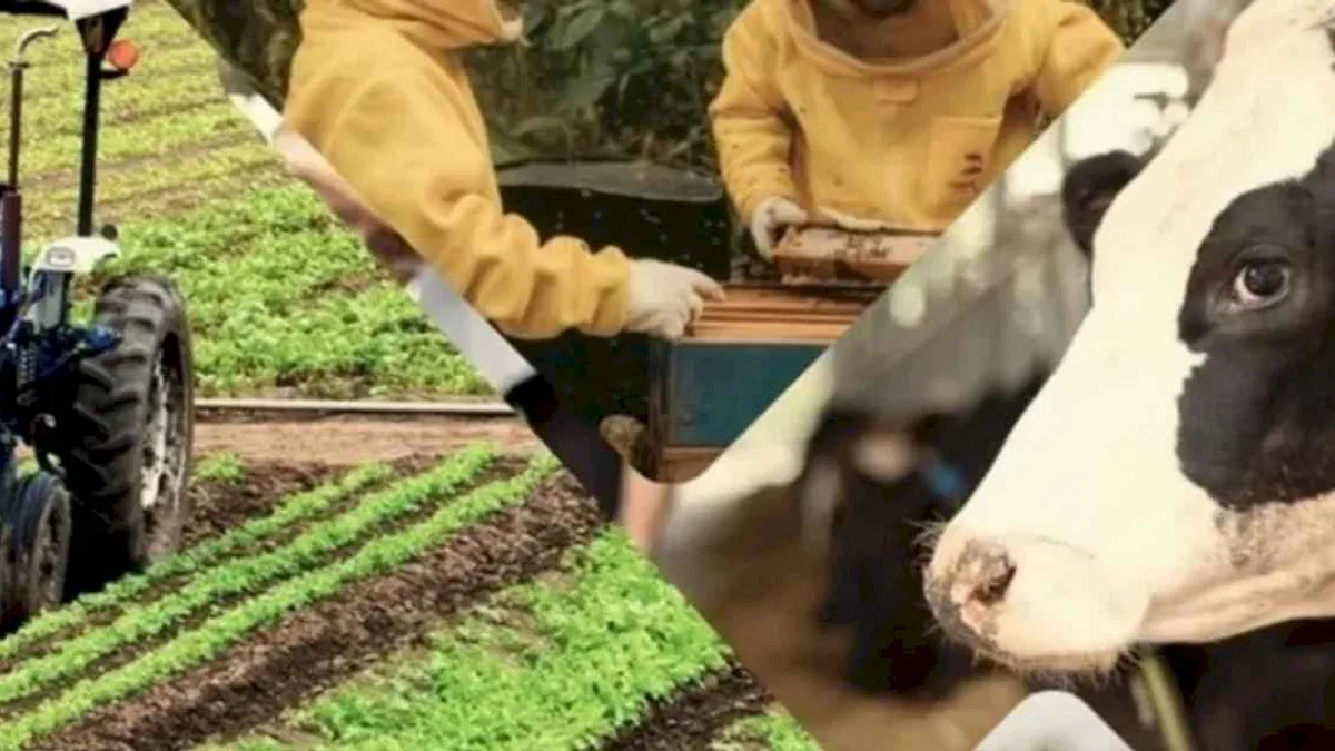Çiftçiye 1,5 milyar TL destek hesaplarda