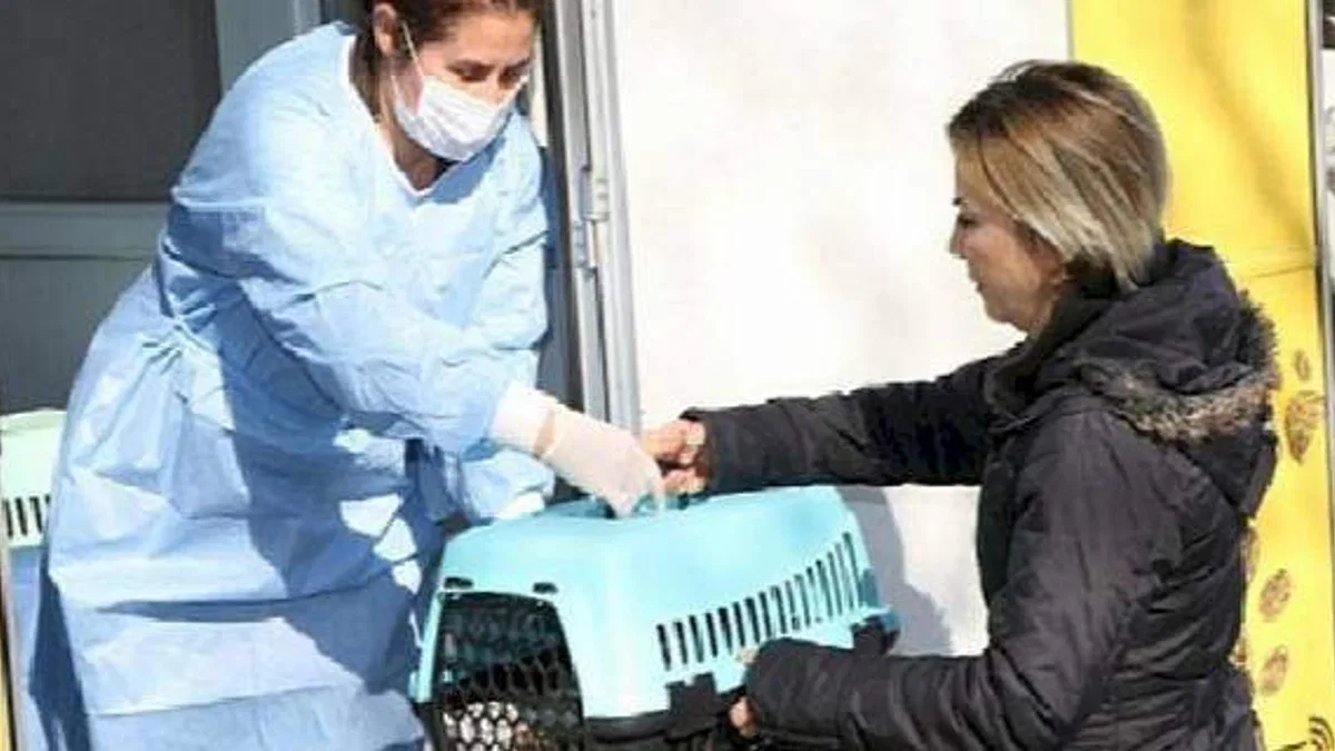 Sokak kedilerine kısırlaştırma karavanı