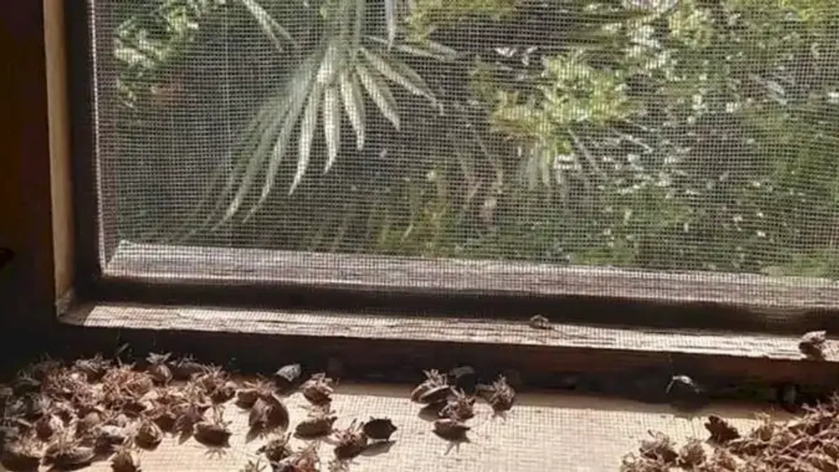 Sakaryalı akademisyenin feromonu esarete 'ilaç' oldu