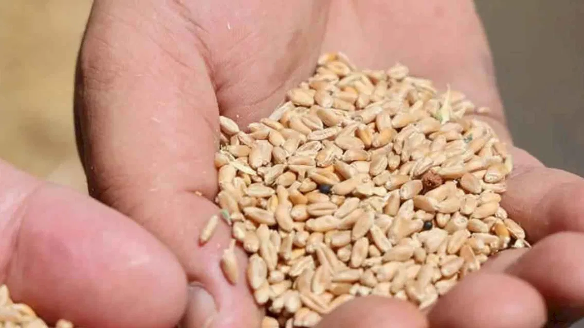 Antalya’da Halk Ekmek için buğday hasadı başladı
