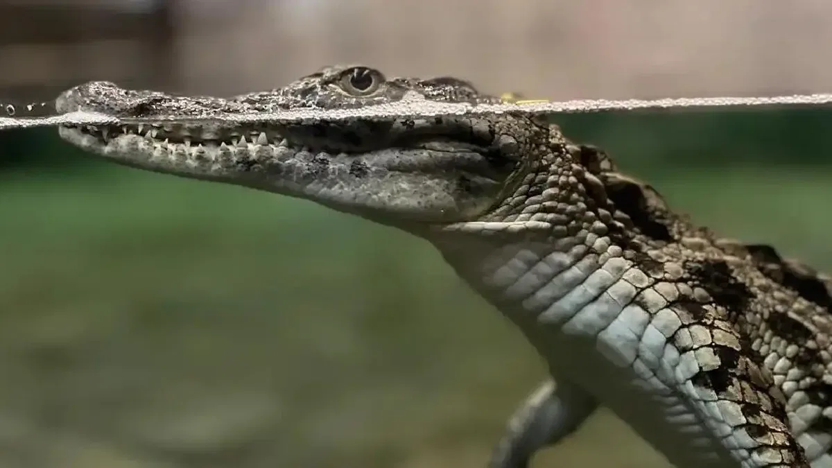Nil timsahı sevinci... 6 yavru ilk kez ziyaretçilerle buluşuyor