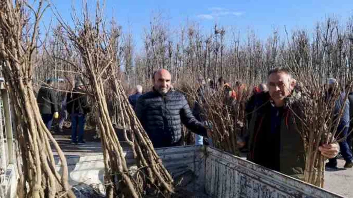 Kocaeli'de üreticilere yüzde 50 hibeli fidan dağıtımına devam