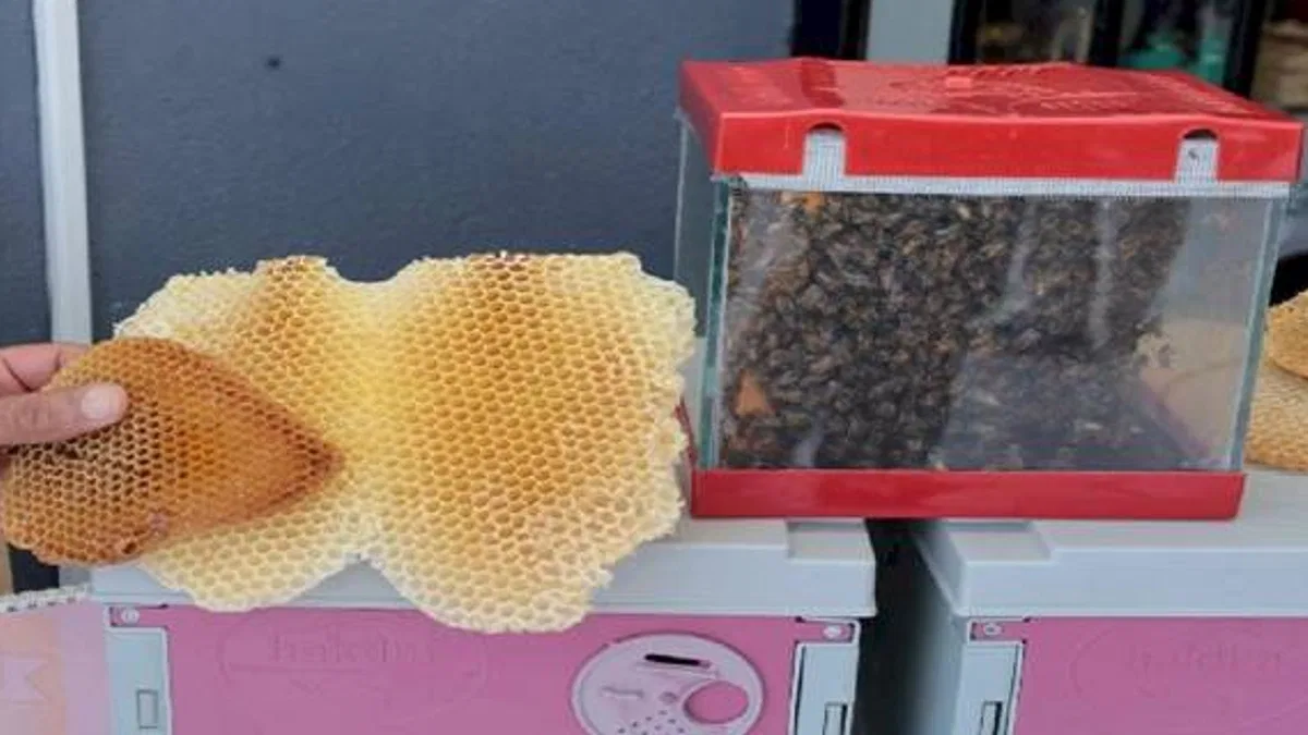 Kocaeli’de bal hasadı şenliği