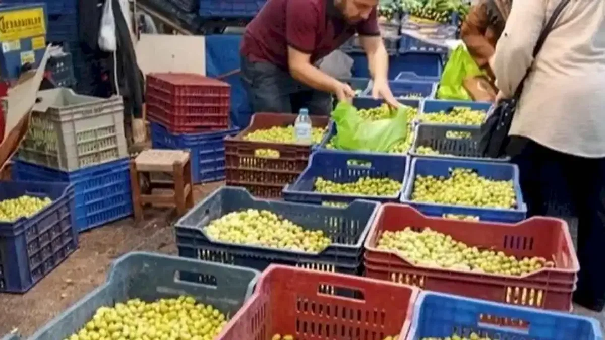 Bursa Tuz Pazarı’nda kurmalık zeytin satışı başladı