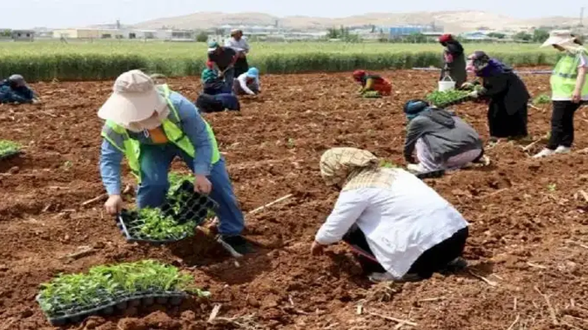 200 bin isot fidesi toprakla buluştu