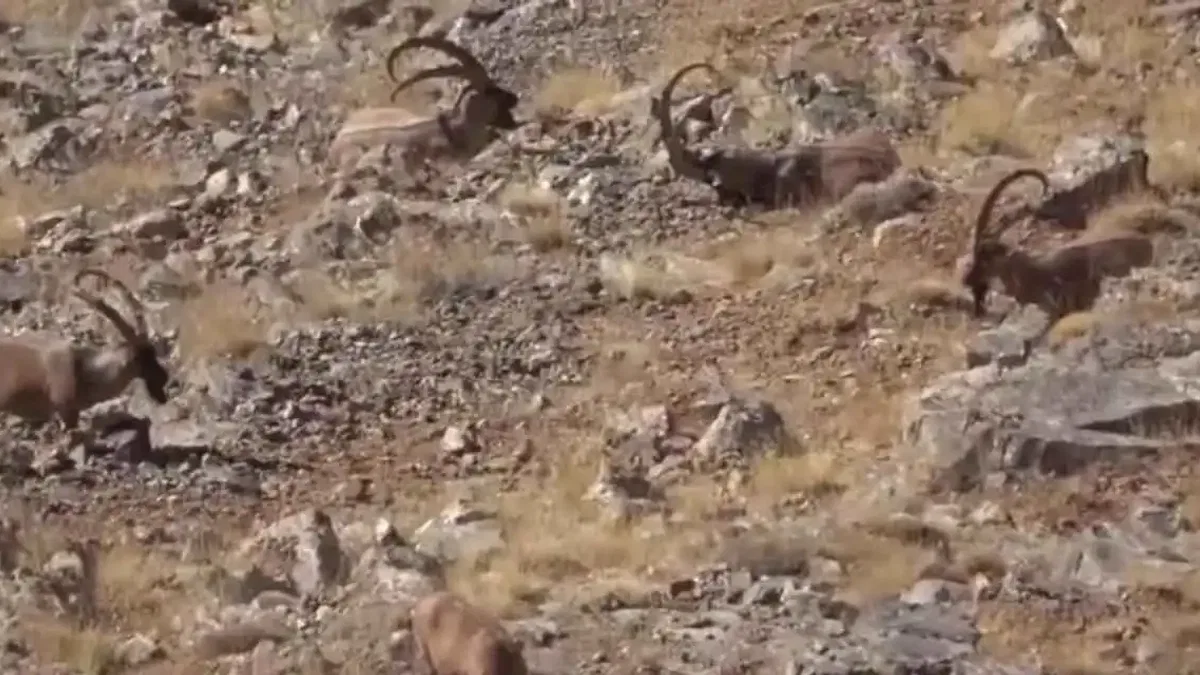 Yasadışı avcılık cezasız kalmadı!