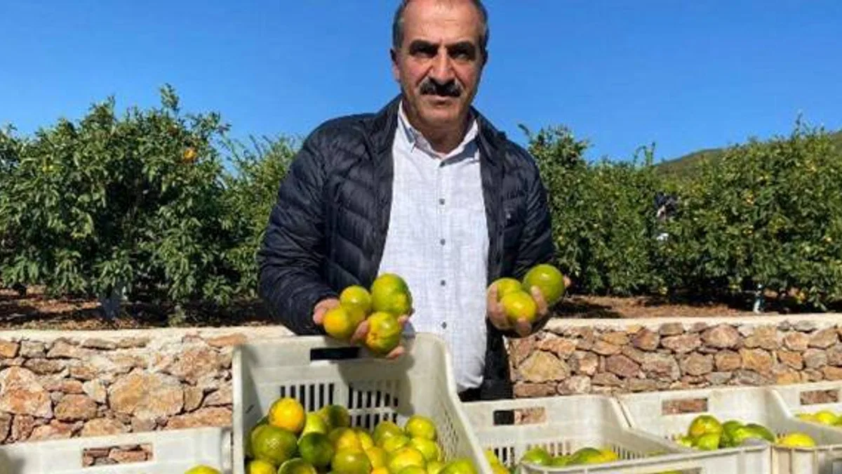 Satsuma mandalinanın ihracat yolculuğu gün sayıyor