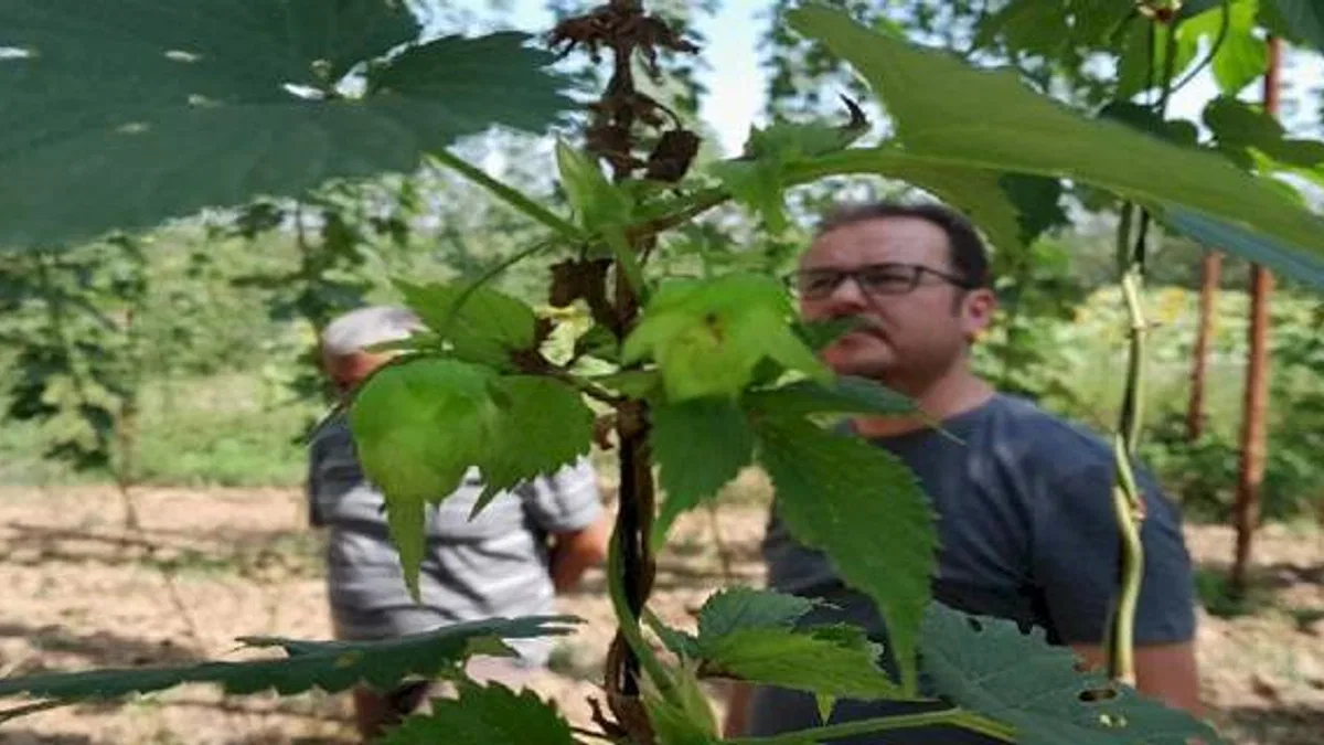 Şerbetçiotuna hasat öncesi inceleme