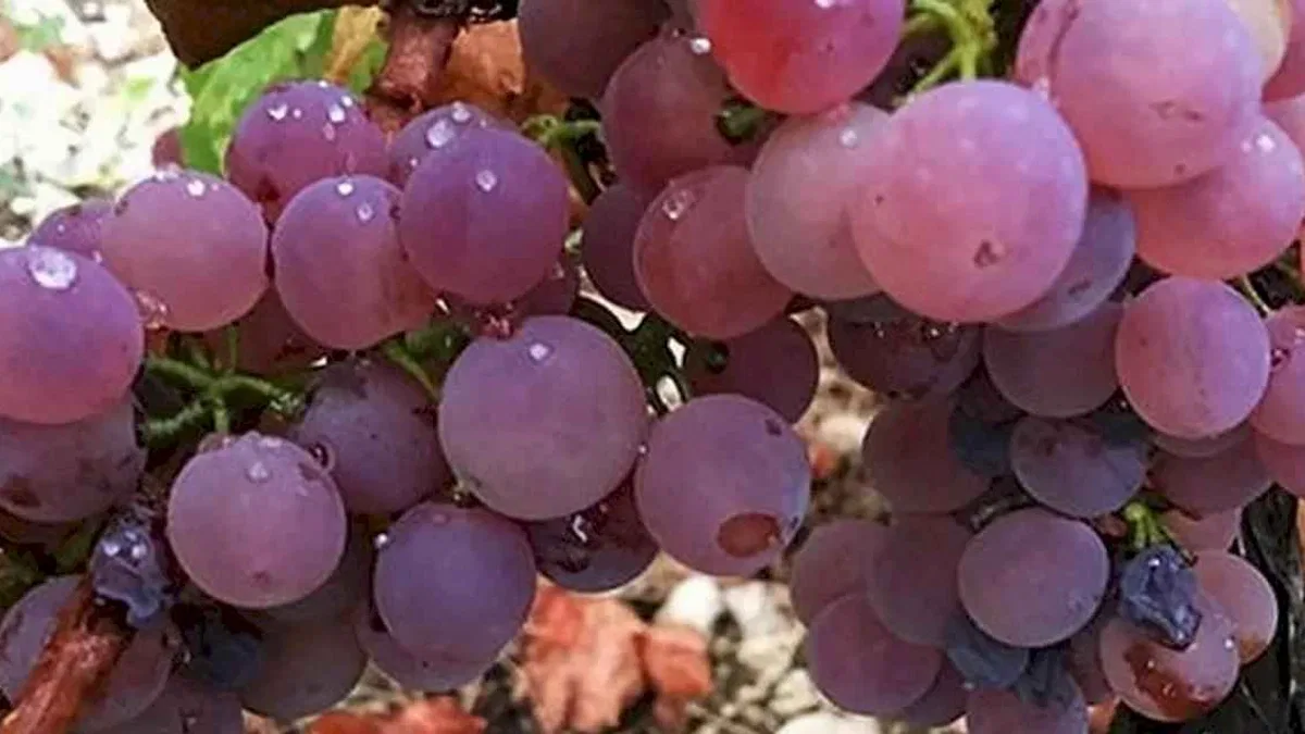 Antalya Finike Yazır’da üzüm zamanı