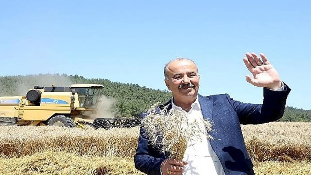 Mudanya'da buğday hasadı zamanı