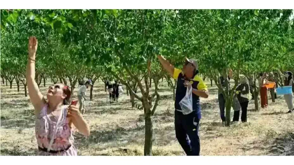 Başkentliler Ata Çiftliği'nde hasat yaptı