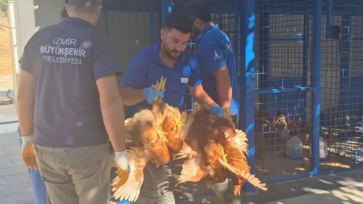Yangından kurtarılan tavuklarına kavuştu