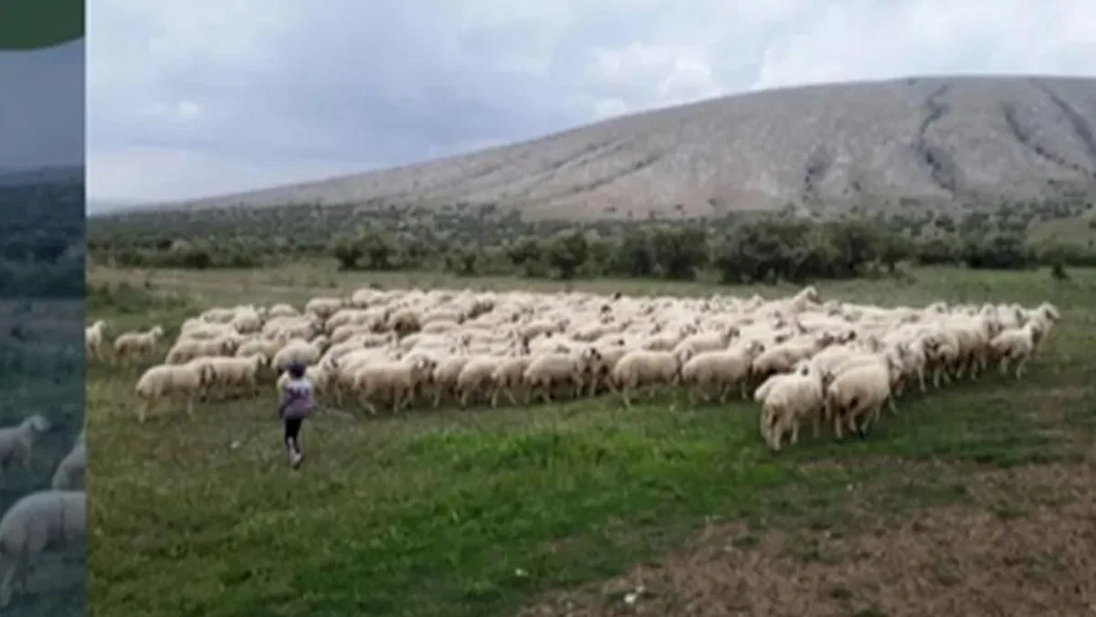Kırsalda Bereket Projesi hazırlığı... 150 bin küçükbaş dağıtılacak