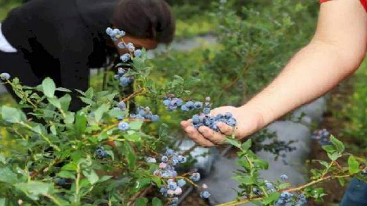 Ordu'dan mavi yemiş atağı