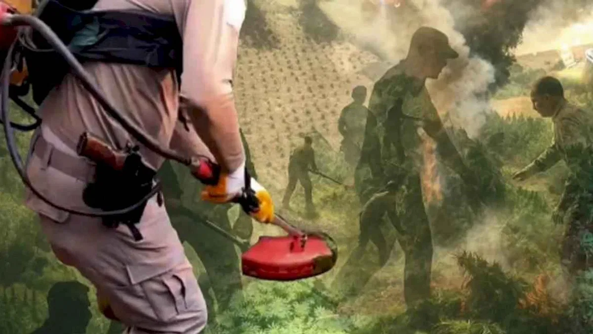 Diyarbakır'da uzaktan algılama ile zehir tacirlerine geçit verilmedi! Milyonlarca kök kenevir ele geçirildi