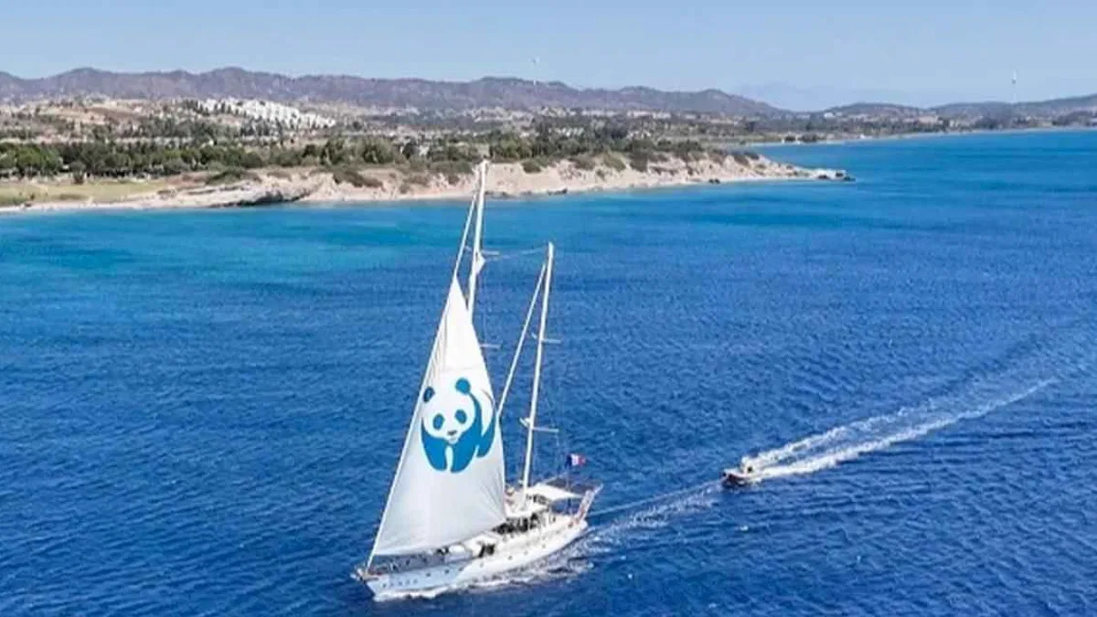 'Blue Panda' Mavi Ormanlar için Türkiye'de