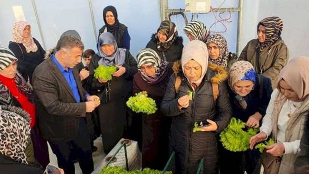 Kocaeli'nde topraksız tarıma kadın çiftçilerden yoğun ilgi