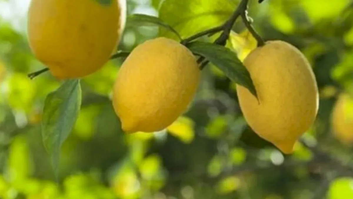Limon ithalatına kapı açıldı! Limonda 'gümrük' yüzde 10'a düşürüldü
