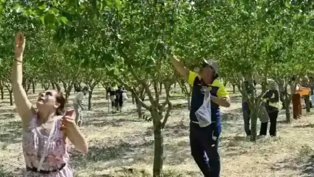 Başkentliler ATA Çiftliği’nde hasat coşkusunu yaşadı